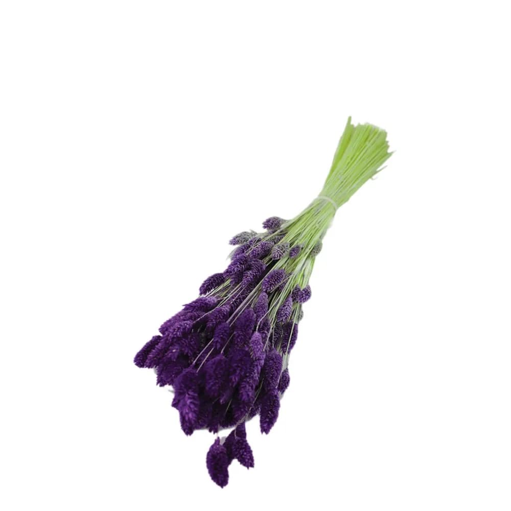 Kuru Çiçek Kuş Otu Şoklanmış Kurutulmuş 40 CM Mor